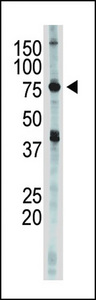 IKBKE / IKKI / IKKE Antibody - The anti-IKKE antibody is used in Western blot to detect IKKE in 293 cell lysate.