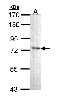 IKBKE / IKKI / IKKE Antibody - Sample (30 ug of whole cell lysate). A: 293T. 7.5% SDS PAGE. IKBKE antibody diluted at 1:1000. 