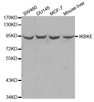 IKBKE / IKKI / IKKE Antibody - Western blot analysis of extracts of various cell lines, using IKBKE antibody at 1:1000 dilution. The secondary antibody used was an HRP Goat Anti-Rabbit IgG (H+L) at 1:10000 dilution. Lysates were loaded 25ug per lane and 3% nonfat dry milk in TBST was used for blocking.