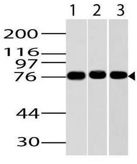 IKBKE / IKKI / IKKE Antibody - Fig-1: Western blot analysis of IKKe. Anti-Ikke antibody was tested at 2 µg/ml on Jurkat, NIH 3T3 and HepG2 lysates.