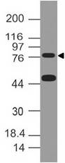 IKBKE / IKKI / IKKE Antibody - Fig-3: Western blot analysis of IKKe. Anti-Ikke antibody was tested at 1 µg/ml on m Liver lysate.
