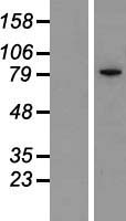 IKBKE / IKKI / IKKE Protein - Western validation with an anti-DDK antibody * L: Control HEK293 lysate R: Over-expression lysate