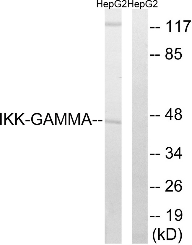 IKBKG / NEMO / IKK Gamma Antibody - Western blot analysis of lysates from HepG2 cells, using IKK-gamma Antibody. The lane on the right is blocked with the synthesized peptide.