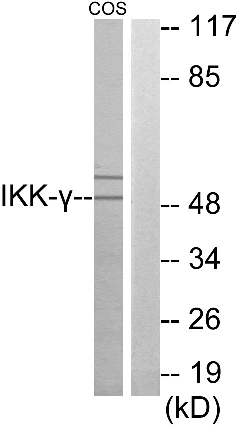 IKBKG / NEMO / IKK Gamma Antibody - Western blot analysis of lysates from COS7 cells, using IKK-gamma Antibody. The lane on the right is blocked with the synthesized peptide.