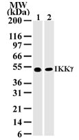 IKBKG / NEMO / IKK Gamma Antibody - Western blot of 30 ug of total cell lysate from Jurkat (lane 1) and NIH 3T3 (lane 2) cells with antibody at 2 ug/ml dilution.