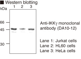 IKBKG / NEMO / IKK Gamma Antibody