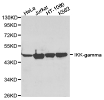 IKBKG / NEMO / IKK Gamma Antibody - Western blot of extracts of various cell lines, using IKK gamma antibody.