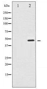 IKBKG / NEMO / IKK Gamma Antibody - Western blot of IKK- gamma phosphorylation expression in TNF-a treated 293 whole cell lysates,The lane on the left is treated with the antigen-specific peptide.