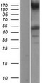 IKBKG / NEMO / IKK Gamma Protein - Western validation with an anti-DDK antibody * L: Control HEK293 lysate R: Over-expression lysate