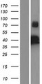 IKBKG / NEMO / IKK Gamma Protein - Western validation with an anti-DDK antibody * L: Control HEK293 lysate R: Over-expression lysate