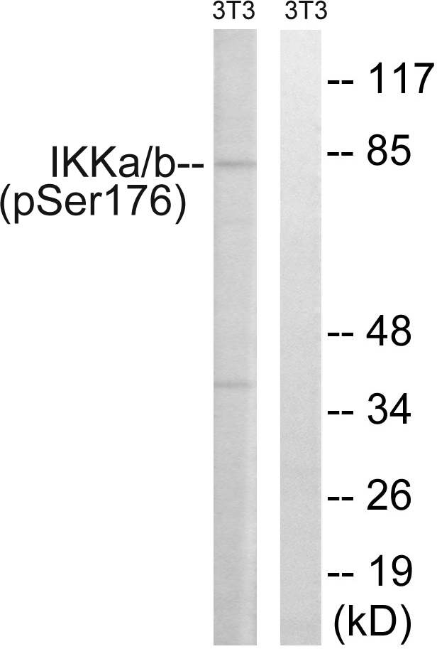 IKK Alpha+Beta Antibody - Western blot analysis of lysates from NIH/3T3 cells treated with TNF 20ng/ml 30', using IKK-alpha (Phospho-Ser176) /IKK-beta (Phospho-Ser177) Antibody. The lane on the right is blocked with the phospho peptide.