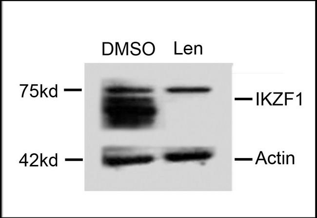 IKZF1 / IKAROS Antibody - Western blot of extracts from MM cells, treated with DMSO or lenalidomide, using rabbit polyclonal IKZF1 Antibody.