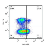IKZF2 / HELIOS Antibody - Human peripheral blood lymphocytes were stained with anti-CD4 Pacific BlueTM, fixed and permeabilized with Treg Detection Kit (Miltenyi), and then intracellulary stained with anti-Helios PE (clone 22F6).