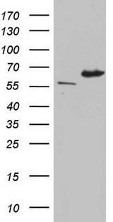IKZF3 / AIOLOS Antibody - HEK293T cells were transfected with the pCMV6-ENTRY control. (Left lane) or pCMV6-ENTRY IKZF3. (Right lane) cDNA for 48 hrs and lysed. Equivalent amounts of cell lysates. (5 ug per lane) were separated by SDS-PAGE and immunoblotted with anti-IKZF3.