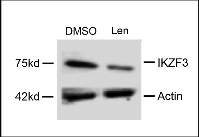 IKZF3 / AIOLOS Antibody - Western blot of extracts from MM cells, treated with DMSO or lenalidomide, using rabbit polyclonal IKZF3 Antibody.
