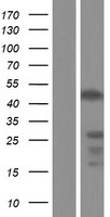 IKZF3 / AIOLOS Protein - Western validation with an anti-DDK antibody * L: Control HEK293 lysate R: Over-expression lysate