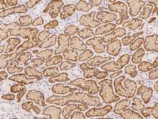 IKZF4 / EOS Antibody - Immunochemical staining of human IKZF4 in human kidney with rabbit polyclonal antibody at 1:100 dilution, formalin-fixed paraffin embedded sections.