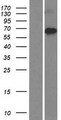 IKZF4 / EOS Protein - Western validation with an anti-DDK antibody * L: Control HEK293 lysate R: Over-expression lysate
