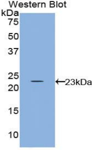 IL-10 Antibody - Western blot of recombinant IL10.