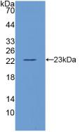IL-10 Antibody - Western Blot; Sample: Recombinant IL10, Rat.