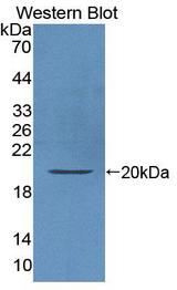 IL-10 Antibody - Western blot of IL-10 antibody.