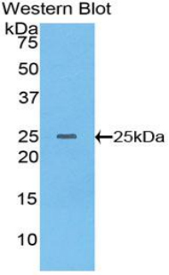 IL-10 Antibody - Western blot of recombinant IL10.  This image was taken for the unconjugated form of this product. Other forms have not been tested.