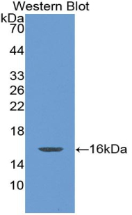 IL-10 Antibody - Western blot of recombinant IL10.  This image was taken for the unconjugated form of this product. Other forms have not been tested.
