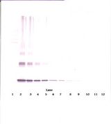 IL-10 Antibody - Western Blot (non-reducing) of IL-10 antibody