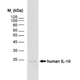 IL-10 Antibody - Western blot of human IL-10 recombinant protein probed with Rat anti-Human Interleukin-10 (RAT ANTI HUMAN INTERLEUKIN-10) followed by F(ab)2 Rabbit anti-Rat IgG:HRP (STAR21B).
