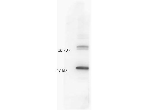 IL-10 Antibody - Anti IL-10 whole antiserum was tested against recombinant IL10. Recombinant IL-10 was run on a 4-20% reducing gel, and transferred to nitrocellulose. Membrane was blocked in 3% BSA-TBS for 1 Hour 4oC and probed with p/n 109-401-312 diluted 1:200 in 3% BSA-TBS o/n 4oC. Primary antibody was detected with Gt anti Rb 611-103-122 Lot#21231 1:20,000 in MB-070 1 Hour 4oC using FemtoMax Super sensitive chemiluminescent substrate. Blot was imaged with VersaDoc Imaging system by Biorad. Other detection systems will yield similar results.