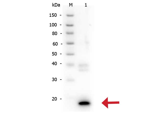 IL-10 Antibody - Western Blot of rabbit anti-IL-10 antibody. Lane 1: Recombinant Human IL-10. Load: 50 ng per lane. Primary antibody: IL-10 antibody at 1:500 for overnight at 4°C. Secondary antibody: Peroxidase rabbit secondary antibody at 1:40,000 for 30 min at RT. Block: Blocking Buffer for Fluorescent Western Blotting (MB-070) for 30 min at RT. Predicted/Observed size: 17 kDa, 17 kDa for IL-10.