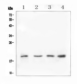 IL-10 Antibody - Western blot analysis of IL10 using anti-IL10 antibody. Electrophoresis was performed on a 5-20% SDS-PAGE gel at 70V (Stacking gel) / 90V (Resolving gel) for 2-3 hours. The sample well of each lane was loaded with 50ug of sample under reducing conditions. Lane 1: human U-87MG whole cell lysate,Lane 2: rat testis tissue lysates,Lane 3: mouse testis tissue lysates,Lane 4: mouse SP20 whole cell lysate. After Electrophoresis, proteins were transferred to a Nitrocellulose membrane at 150mA for 50-90 minutes. Blocked the membrane with 5% Non-fat Milk/ TBS for 1.5 hour at RT. The membrane was incubated with rabbit anti-IL10 antigen affinity purified polyclonal antibody at 0.5 µg/mL overnight at 4°C, then washed with TBS-0.1% Tween 3 times with 5 minutes each and probed with a goat anti-rabbit IgG-HRP secondary antibody at a dilution of 1:10000 for 1.5 hour at RT. The signal is developed using an Enhanced Chemiluminescent detection (ECL) kit with Tanon 5200 system. A specific band was detected for IL10 at approximately 19KD. The expected band size for IL10 is at 21KD.