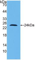 IL-10 Antibody - Western Blot; Sample: Recombinant IL10, Human.