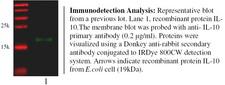 IL-10 Antibody - Immunodetection Analysis: Representative blot from a previous lot. Lane 1, recombinant proteinIL-10. The membrane blot was probed with antiALPP primary antibody (0.2 µg/ml). Proteins were visualized using a Donkey anti-rabbit secondary antibody conjugated to IRDye 800CW detection system. Arrows indicate recombinant protein IL-10 from E.coli cell (19kDa).