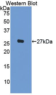 IL-1B / IL-1 Beta Antibody - Western Blot; Sample: Recombinant protein.