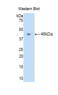 IL-1B / IL-1 Beta Antibody - Western blot of recombinant IL1B.  This image was taken for the unconjugated form of this product. Other forms have not been tested.