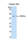 IL-1B / IL-1 Beta Antibody - Western blot of recombinant IL1B.  This image was taken for the unconjugated form of this product. Other forms have not been tested.