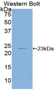 IL-1B / IL-1 Beta Antibody - Western blot of recombinant IL1B.  This image was taken for the unconjugated form of this product. Other forms have not been tested.