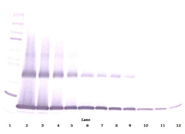 IL-1B / IL-1 Beta Antibody - Western Blot (non-reducing) of IL1B / IL-1 Beta antibody. This image was taken for the unconjugated form of this product. Other forms have not been tested.