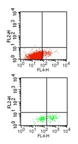 IL-1B / IL-1 Beta Antibody - Flow Cytometry: IL1 beta Antibody (43N3D8) - Intracellular staining of Interleukin-1 beta positive T cells (upper panel) &amp; monocytes (lower panel) from stimulated PBMC (with a cocktail of TLR ligands and PMA/IM for 6h) using Interleukin-1 beta antibody at 0.5 ug/10^6 cells.  This image was taken for the unconjugated form of this product. Other forms have not been tested.