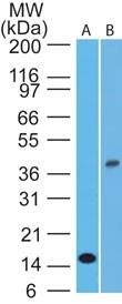 IL-1B / IL-1 Beta Antibody - Western Blot: IL1 beta Antibody (43N3D8) - analysis of Interleukin-1 beta in A) full-length recombinant protein and B) human ThP1 lysate using Interleukin-1 beta antibody at 1 ug/ml and 5 ug/ml, respectively. Goat anti-mouse Ig HRP secondary antibody and PicoTect ECL substrate solution were used for this test.  This image was taken for the unconjugated form of this product. Other forms have not been tested.