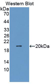 IL-1B / IL-1 Beta Antibody - Western Blot; Sample: Recombinant protein.