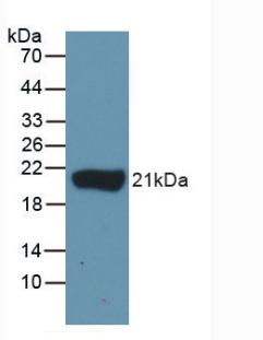 IL-1B / IL-1 Beta Antibody - Western Blot; Sample: Recombinant IL1b, Gallus.