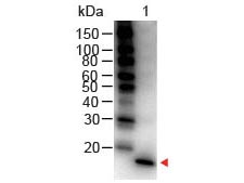 IL-1B / IL-1 Beta Antibody - IL1 beta Antibody Peroxidase Conjugated Western Blot. Western Blot of Rabbit anti-Mouse IL-1 Beta Antibody Peroxidase Conjugated Lane 1: Mouse IL-1 Beta Load: 50 ng per lane Secondary antibody: IL1 beta Antibody Peroxidase Conjugated at 1:1000 for 30 min at RT Block: MB-070 for 30 min RT Predicted/Observed size: 18 kD, 18 kD. This image was taken for the unconjugated form of this product. Other forms have not been tested.
