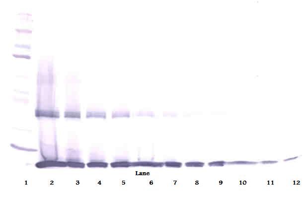 IL-1B / IL-1 Beta Antibody - Western Blot (reducing) of IL1B / IL-1 Beta antibody. This image was taken for the unconjugated form of this product. Other forms have not been tested.