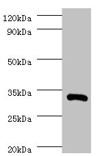 IL-1B / IL-1 Beta Antibody - Western blot All lanes: Interleukin-1 beta antibody at 2µg/ml + recombinant Interleukin-1 beta protein 0.01µg Secondary Goat polyclonal to rabbit IgG at 1/10000 dilution Predicted band size: 31 kDa Observed band size: 31 kDa