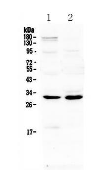 IL-1B / IL-1 Beta Antibody - Western blot - Anti-IL1 beta Picoband Antibody