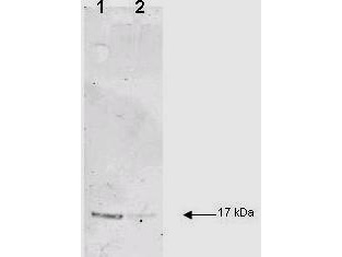 IL-1B / IL-1 Beta Antibody - Anti-Human IL-1B Antibody - Western Blot. IL-1B was used at a 1:200 dilution incubated 1 h at room temperature to detect dog IL-1B by Western blot. Lane 1 and 2 were loaded with 2.5 ug and 500 ng of dog IL-1B respectively. The molecular weight of the detected band is estimated by comparison to molecular weight markers (not shown). Detection occurred using a 1:3000 dilution of IRDye800 conjugated Donkey anti-Rabbit IgG (code # for 1h at room temperature. LICORs Odyssey Infrared Imaging System was used to scan and process the image. Other detection systems will yield similar results.