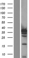 IL-1B / IL-1 Beta Protein - Western validation with an anti-DDK antibody * L: Control HEK293 lysate R: Over-expression lysate