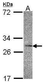 IL-22BP / IL22RA2 Antibody - Sample (30 ug of whole cell lysate). A: HeLa S3. 12% SDS PAGE. IL-22BP / IL22RA2 antibody diluted at 1:200